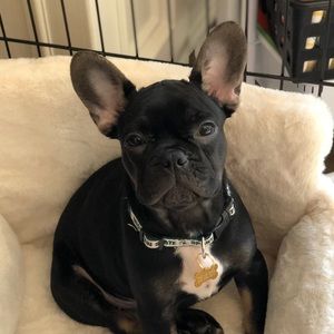 Meet your Posher, Deacon